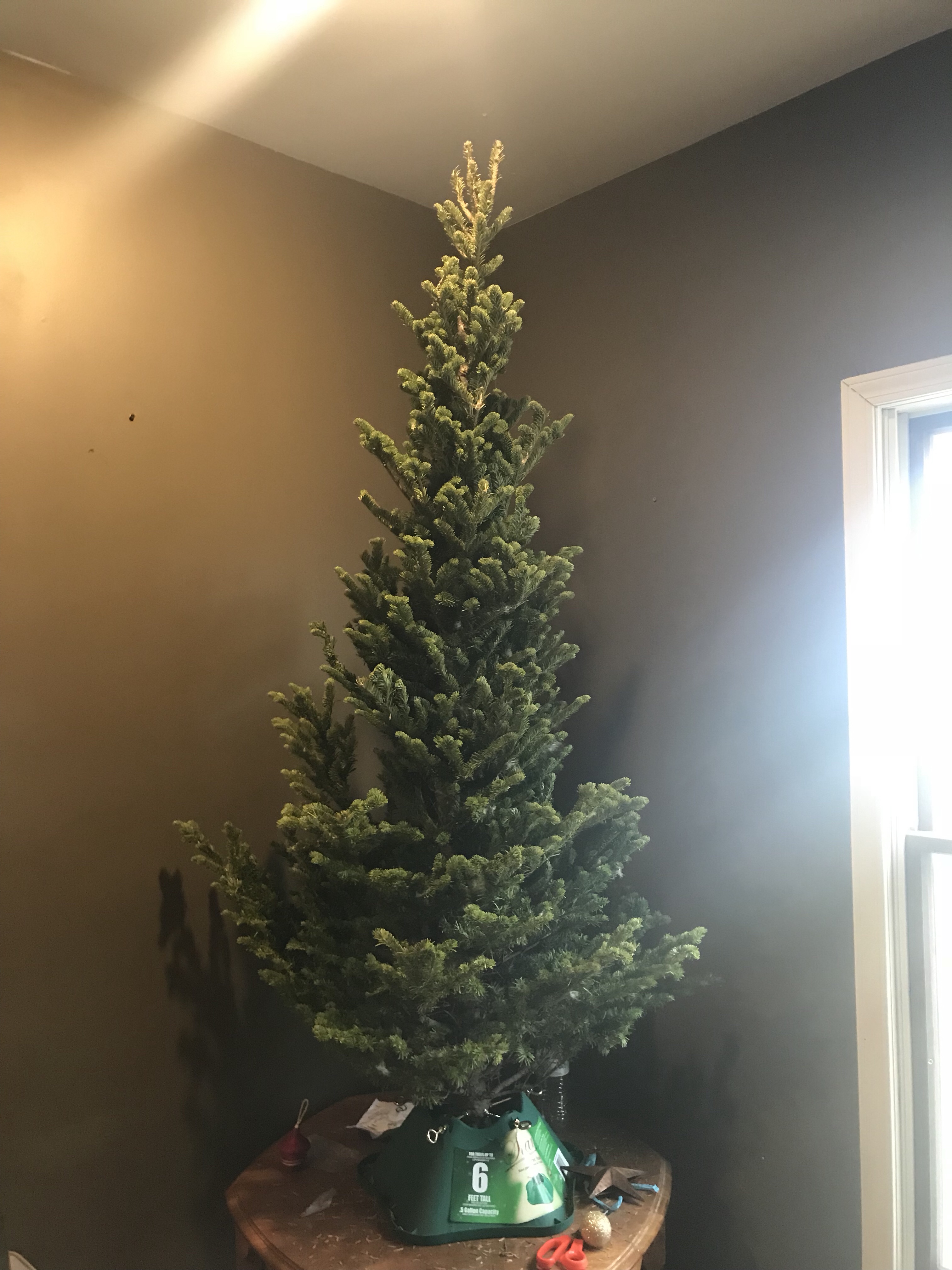 The Next Big Thing: Menards Christmas Tree Lot – Hope Matters
